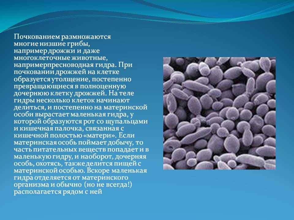 Официальный сайт kraken ссылки зеркала
