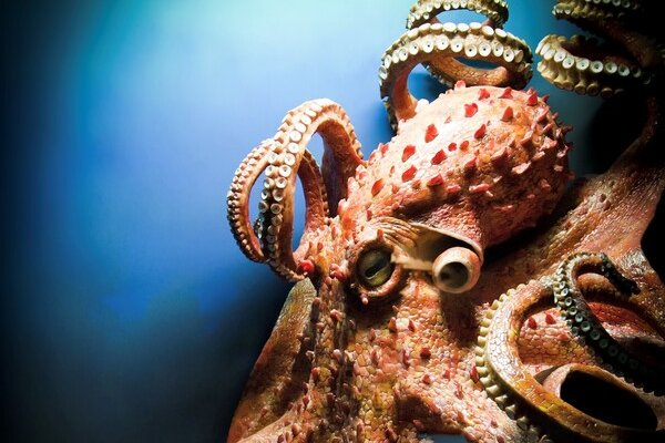 Kraken cc ссылка