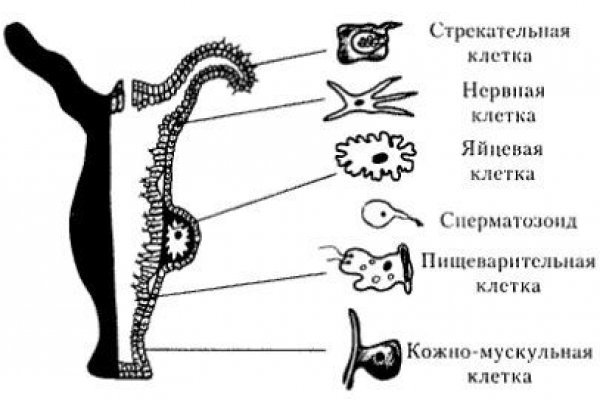 Ошибка на кракене
