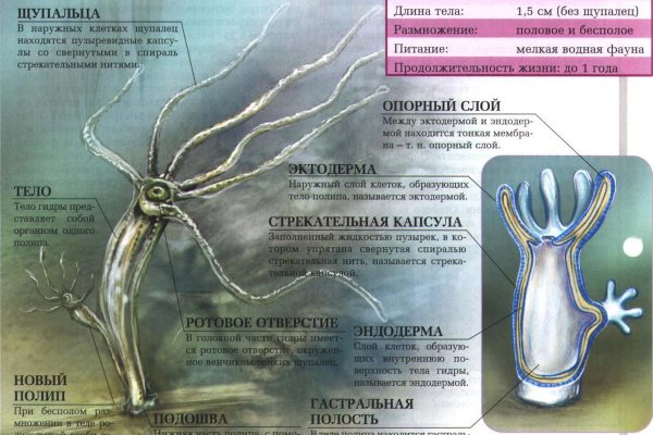 Ссылка на kraken at