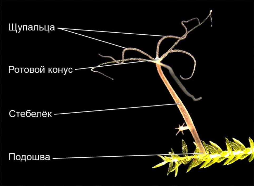 Kra35.cc Вход на сайт главная страница